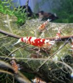 Red Fancy Tiger Lightning, Caridina sp.