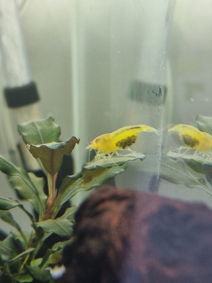 Yellow King Kong OE, Caridina sp.