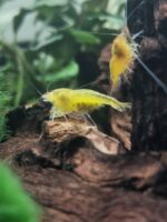 Yellow King Kong OE, Caridina sp.