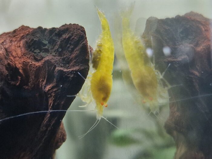 Yellow King Kong OE, Caridina sp.