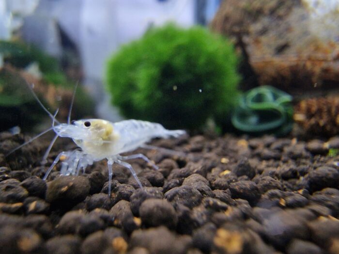 Ghost Pinto, Caridina sp.