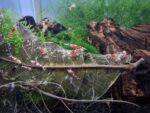 Red Fancy Tiger Lightning, Caridina sp.