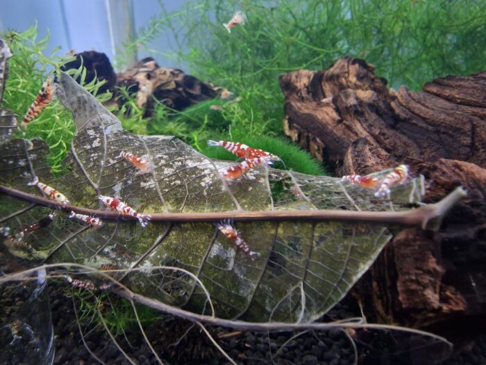 Red Fancy Tiger Lightning, Caridina sp.