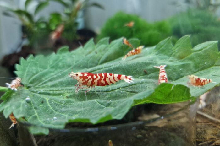 Red Fancy Tiger Lightning, Caridina sp.