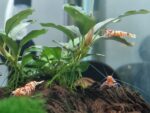 Red Fancy Tiger Lightning, Caridina sp.