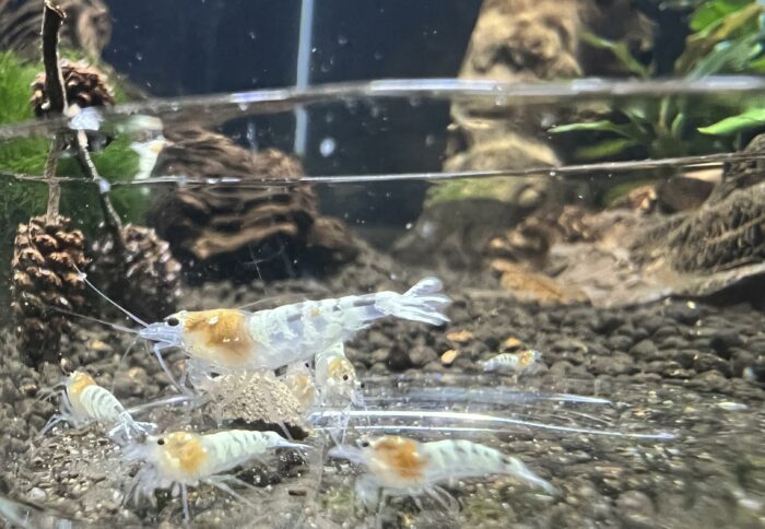 Ghost Pinto, Caridina sp.