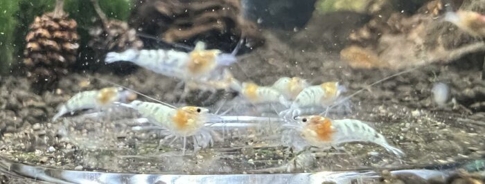 Ghost Pinto, Caridina sp.