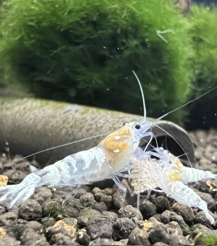 Ghost Pinto, Caridina sp.